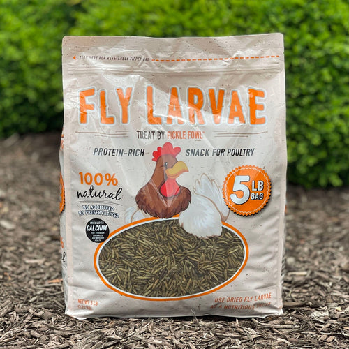 Buffalo Black Soldier Fly Larvae