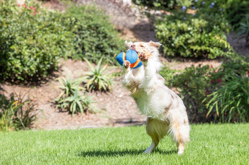 Petmate Chuckit! Giggle Fumble Fetch Dog Toy