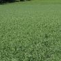 Anilogics CRUSH® Granular Attractant (Copy)