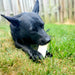 The Country Butcher Prime Rib Flavor Filled Bone Dog Treats